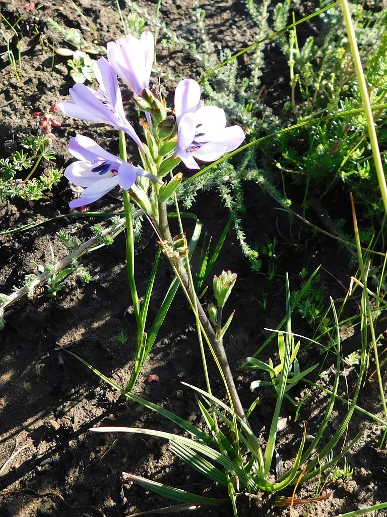 Babiana Stricta