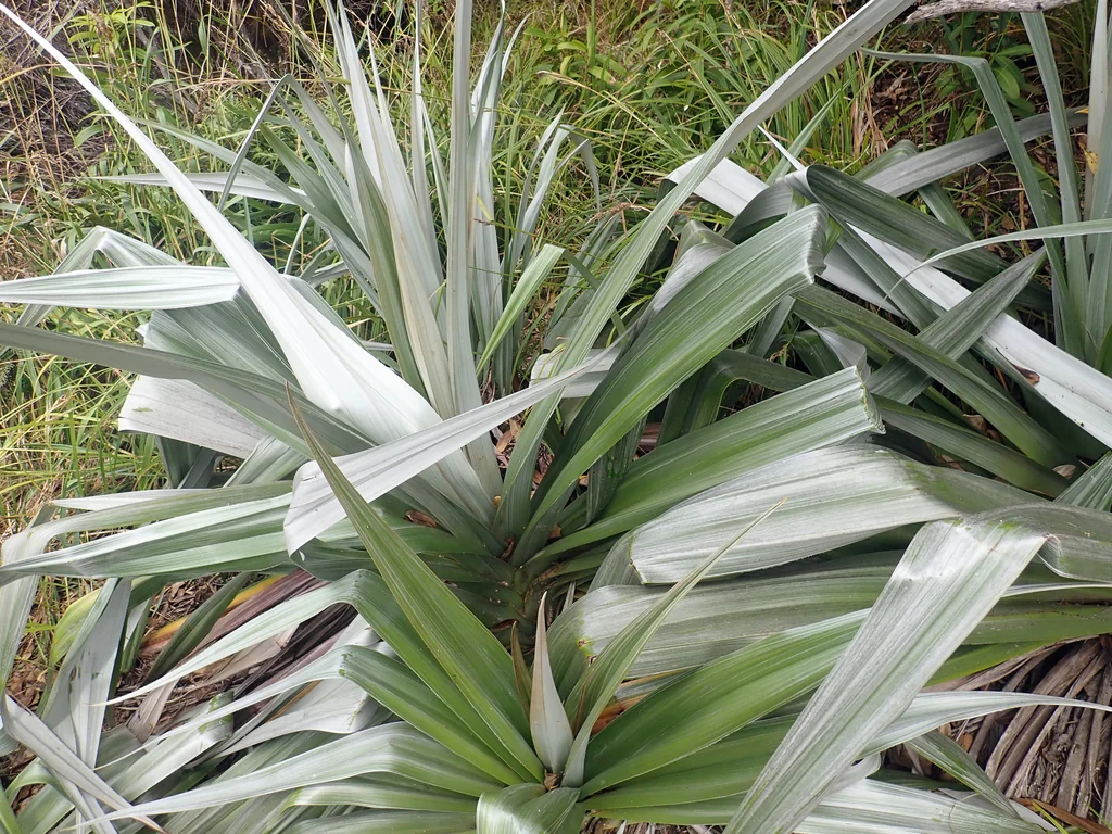 Astelia Chathamica