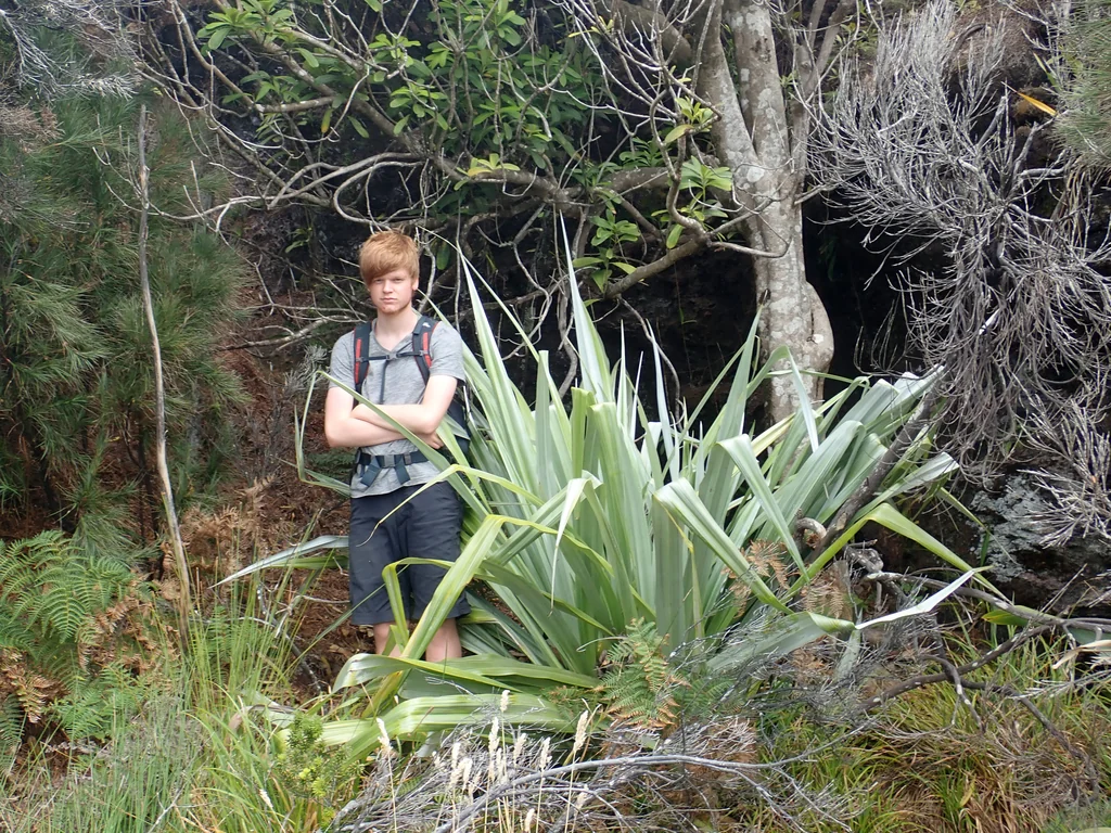 Astelia Chathamica