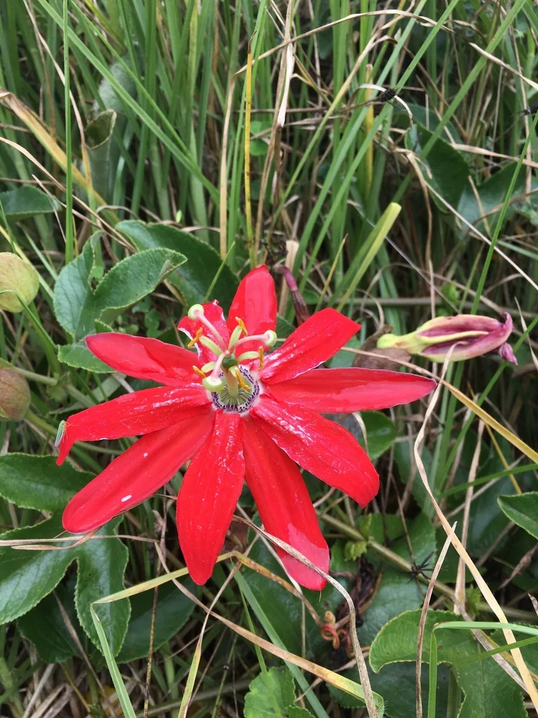 Passiflora Manicata