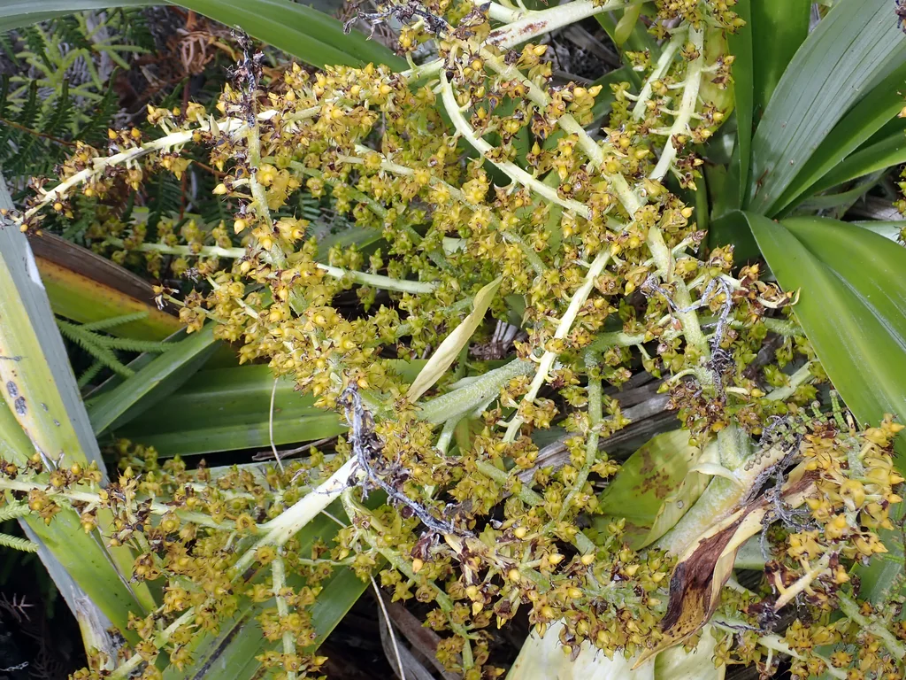 Astelia Chathamica