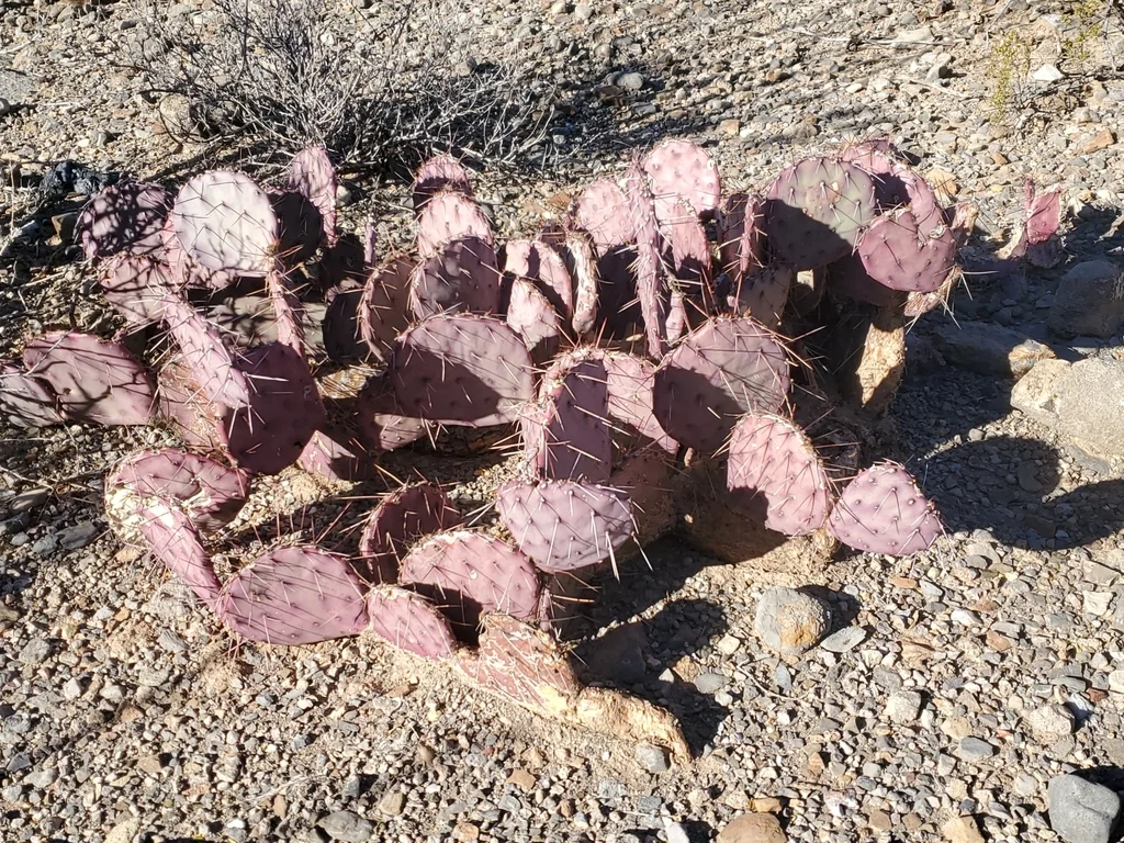 Opuntia Macrocentra