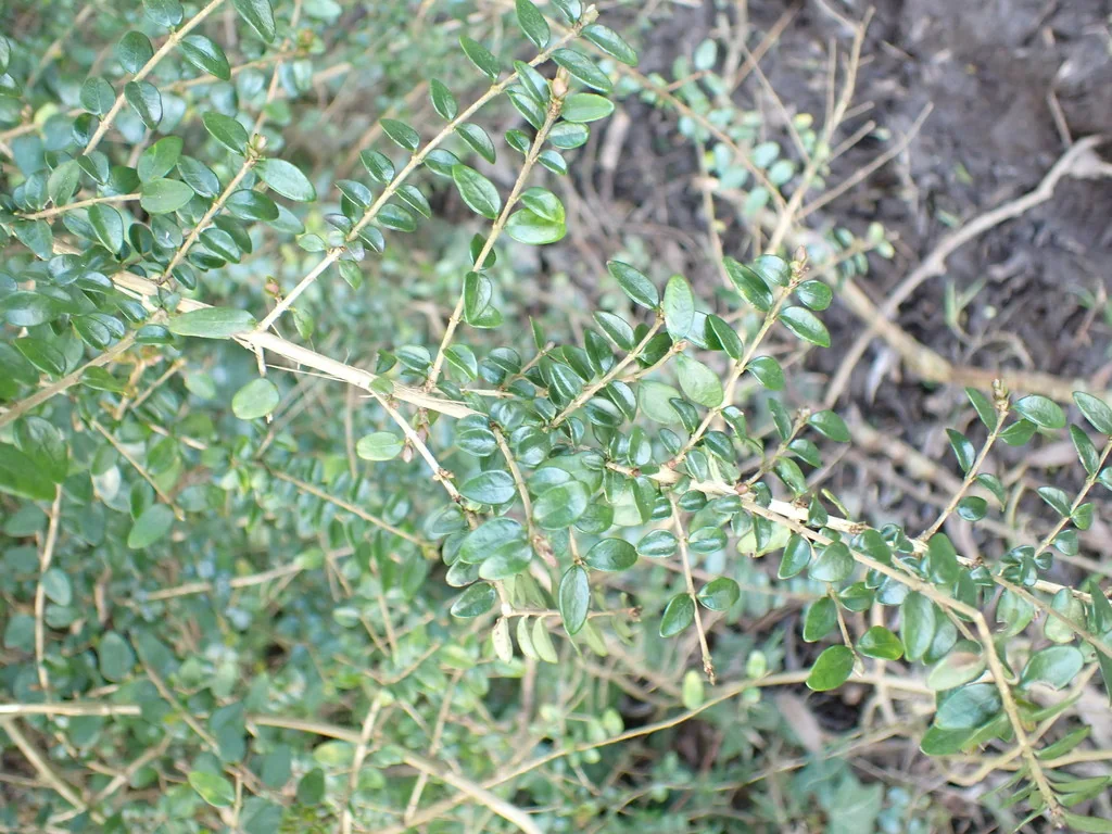Lonicera Nitida