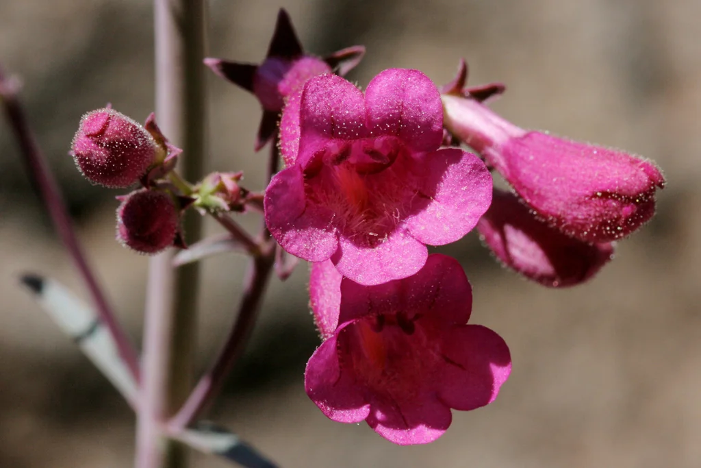 Penstemon Parryi