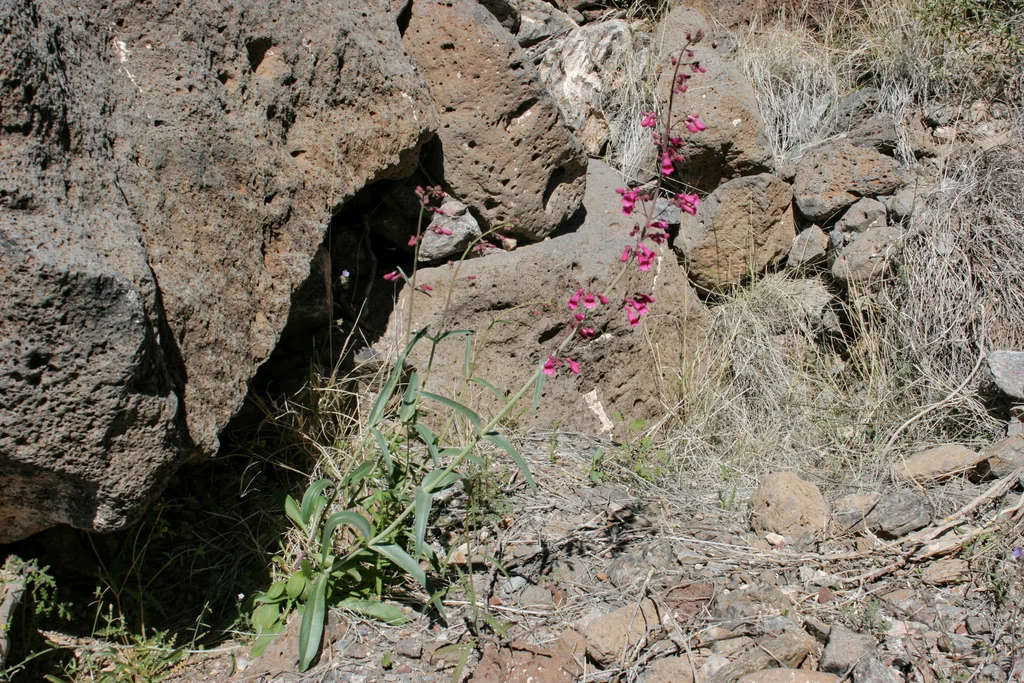 Penstemon Parryi