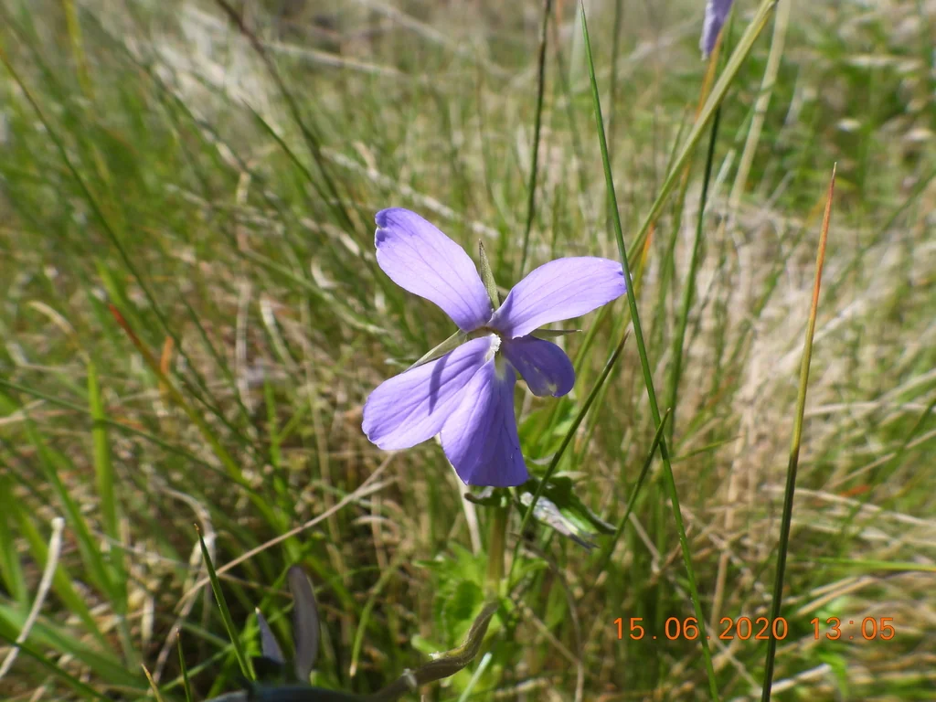 Viola Cornuta