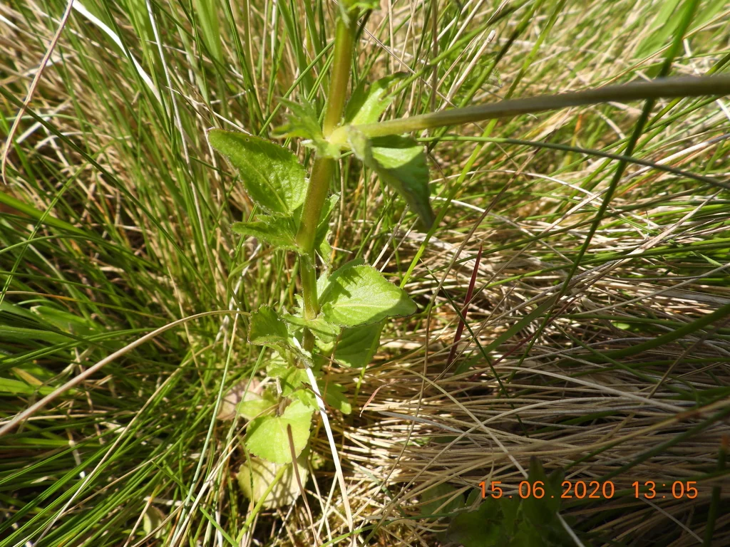Viola Cornuta