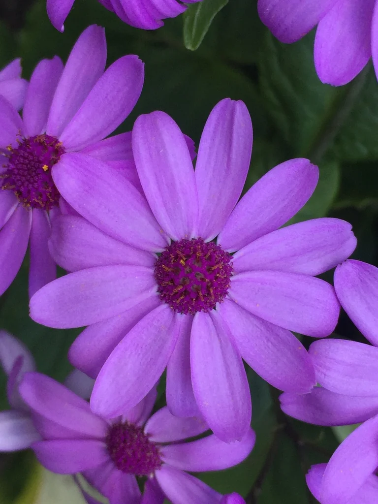 Senecio X Hybridus