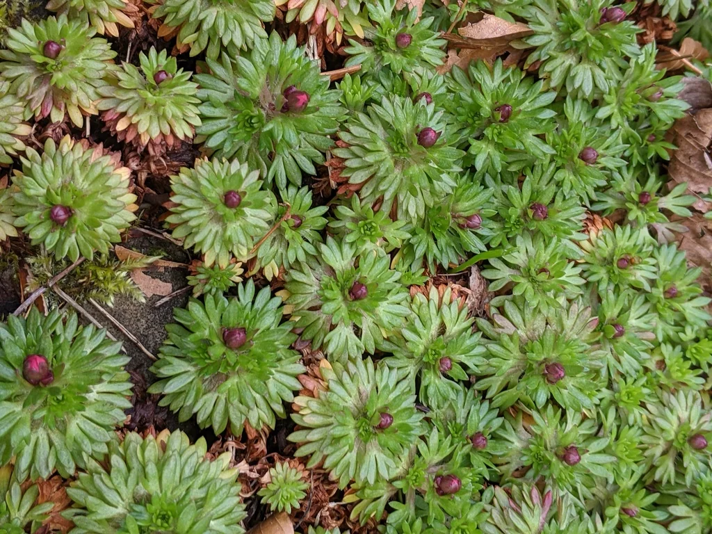 Saxifraga X Arendsii