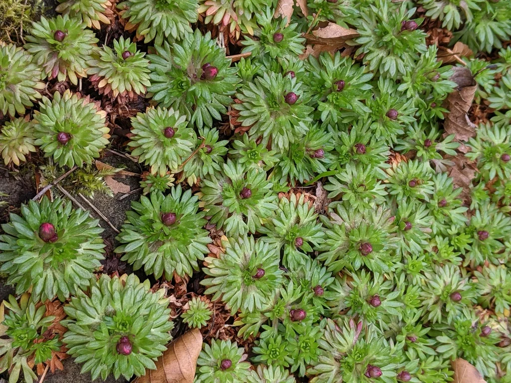 Saxifraga X Arendsii