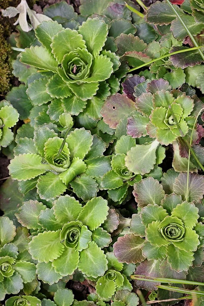 Saxifraga X Urbium