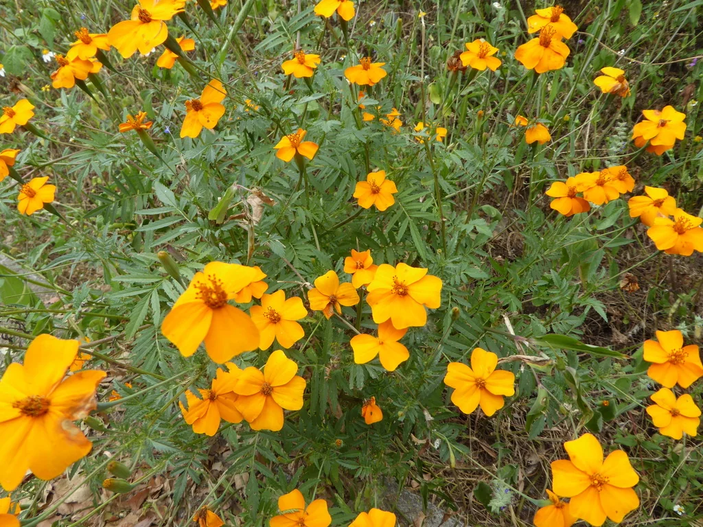Tagetes Erecta