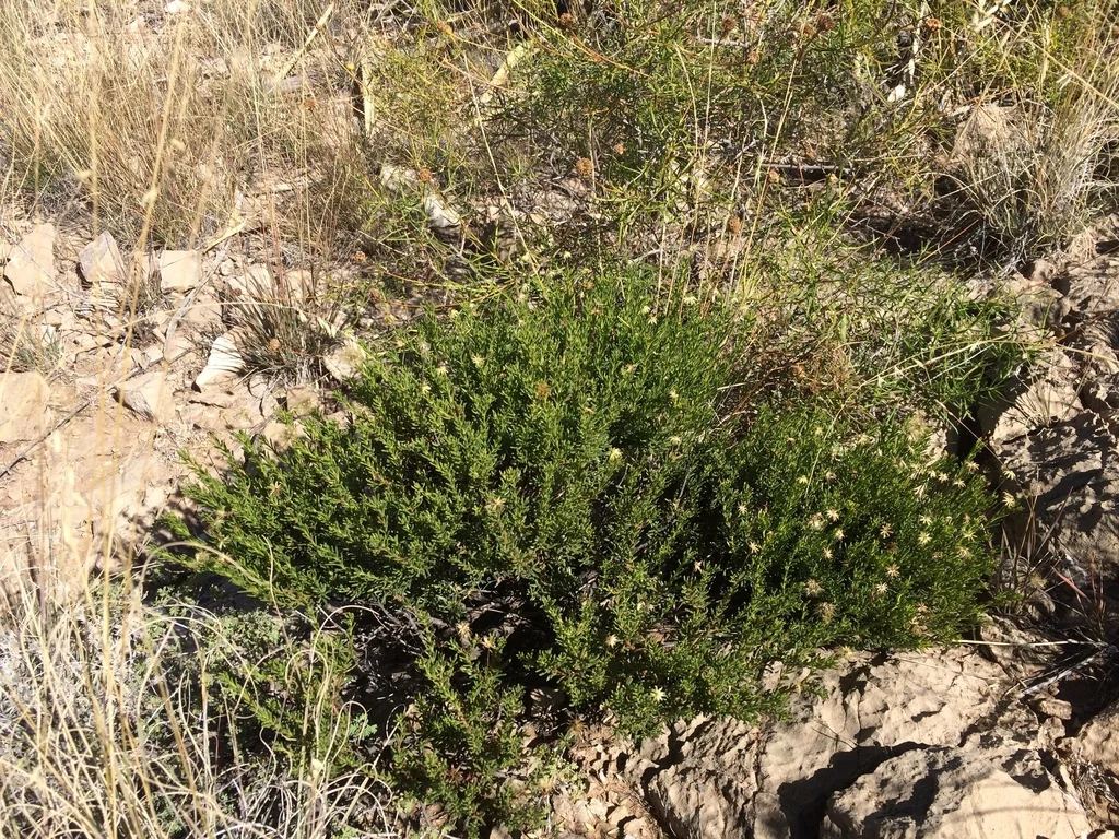 Chrysactinia Mexicana