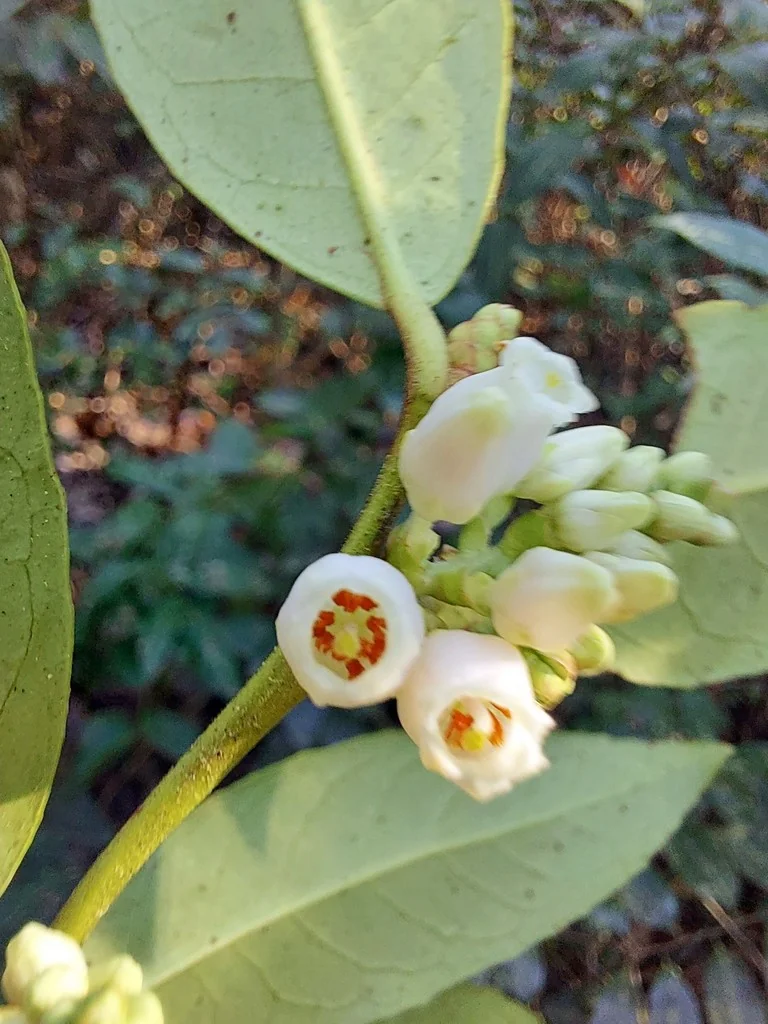 Leucothoe axillaris