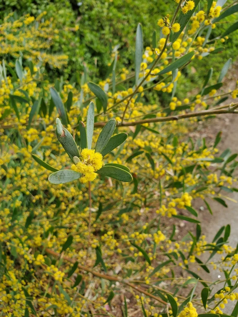 Acacia Redolens