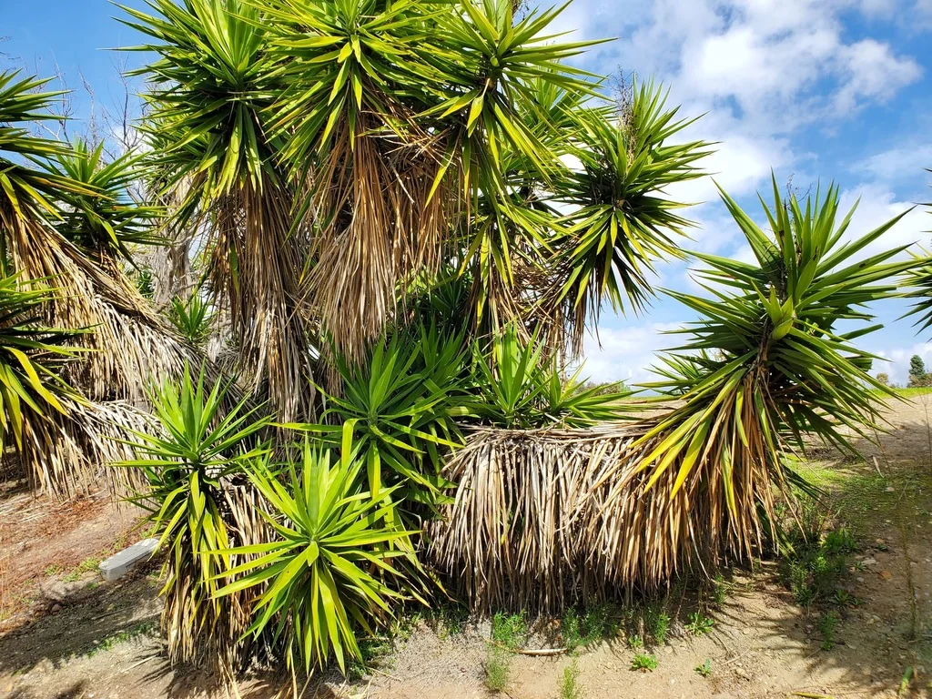 Yucca Elephantipes