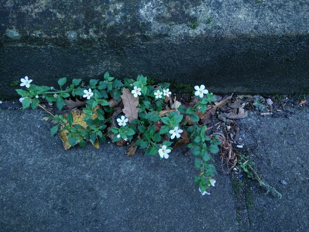 Sutera cordata