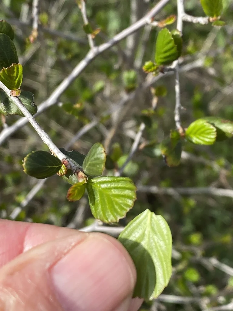 Cercocarpus Minutiflorus