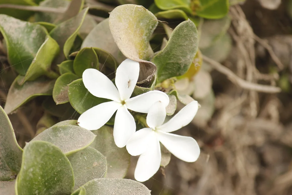 Carissa Macrocarpa