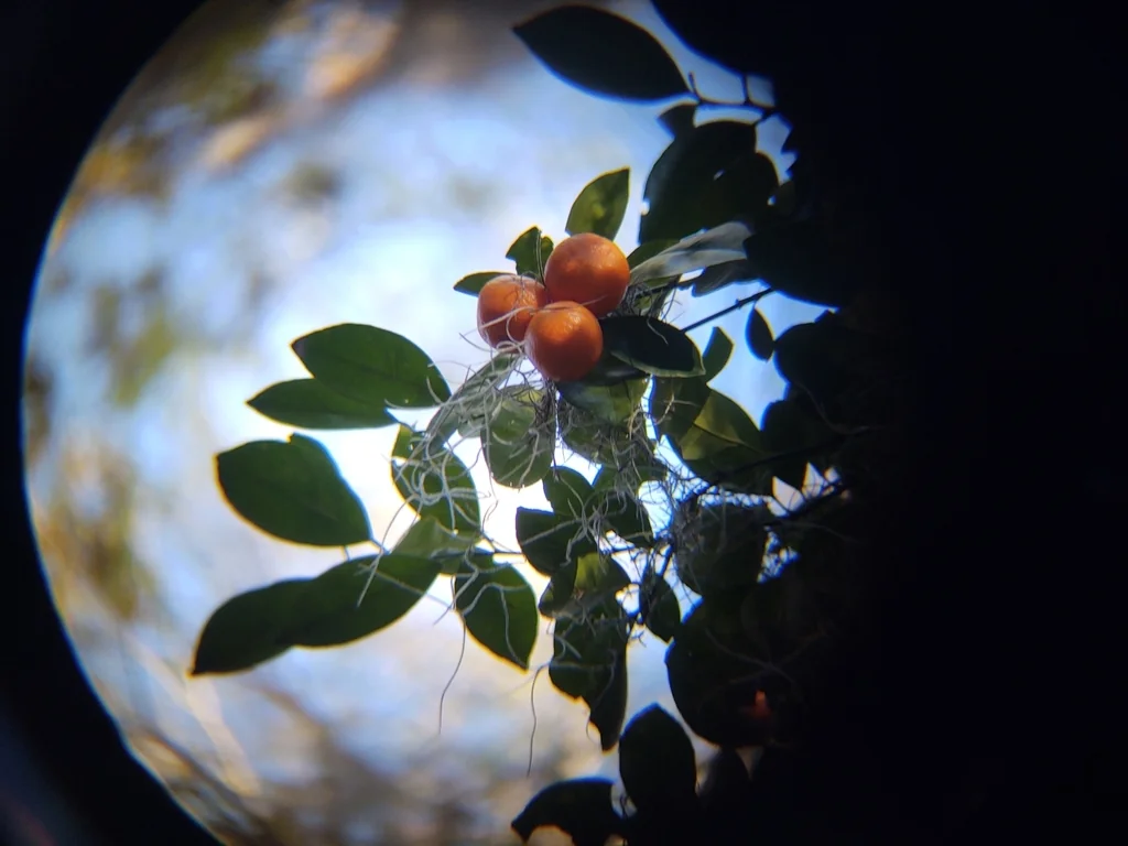 Citrus Aurantium