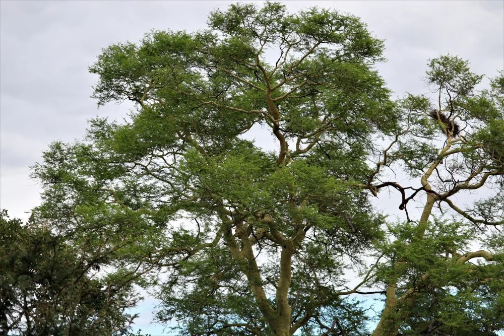 Acacia Xanthophloea