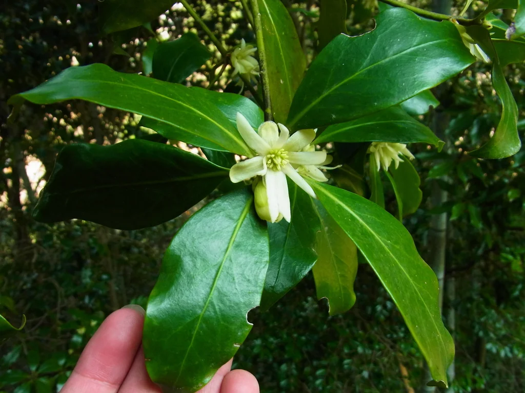 Illicium Anisatum