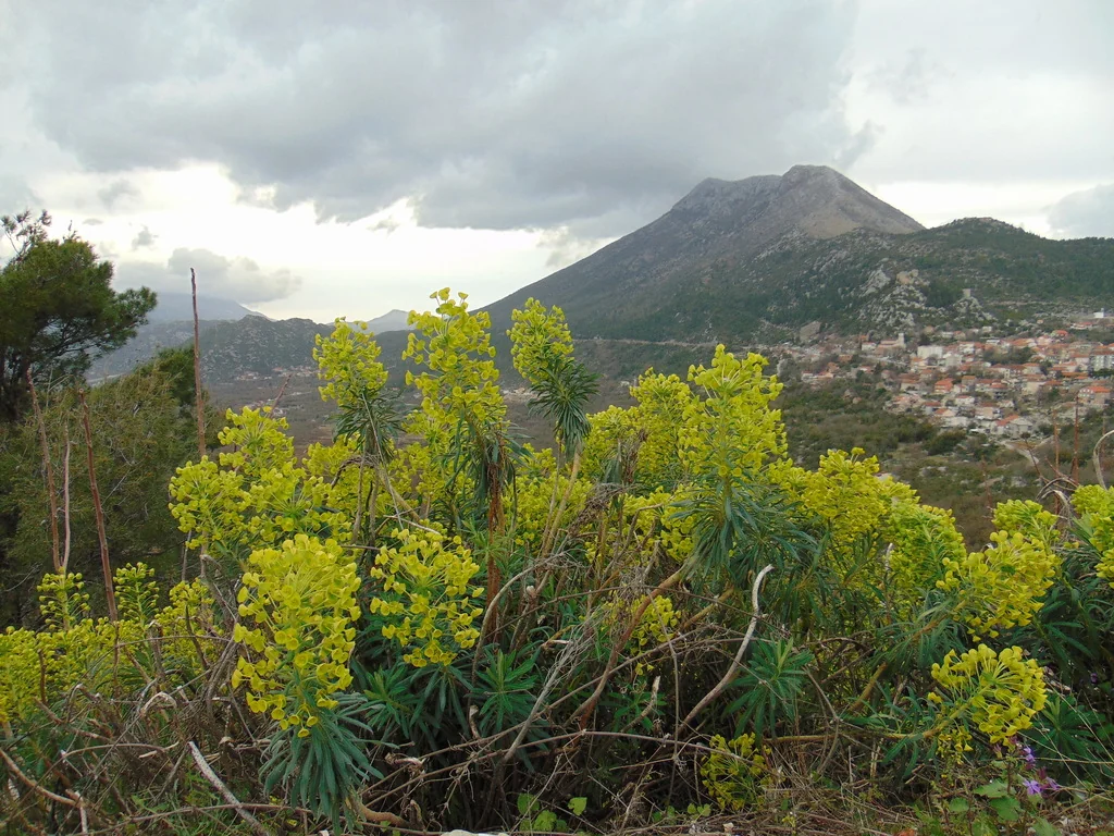 Euphorbia Characias Wulfenii