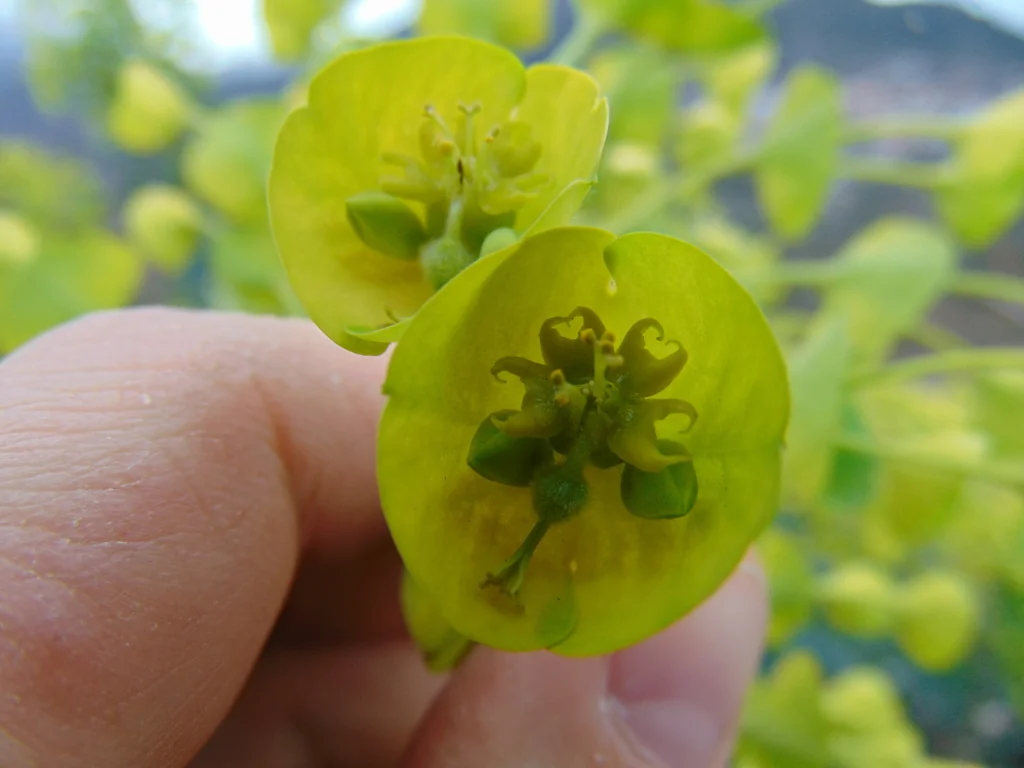 Euphorbia Characias Wulfenii