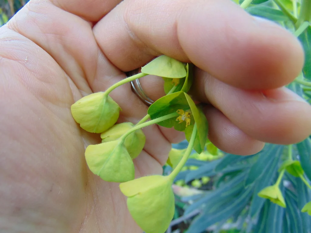 Euphorbia Characias Wulfenii