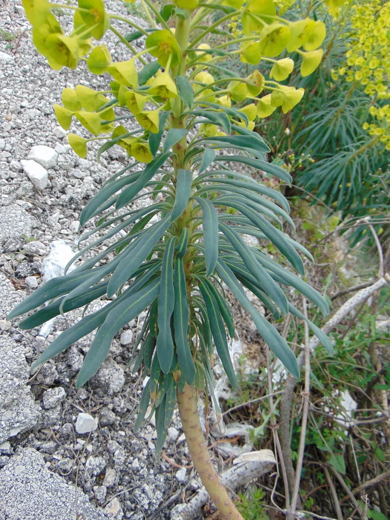 Euphorbia Characias Wulfenii
