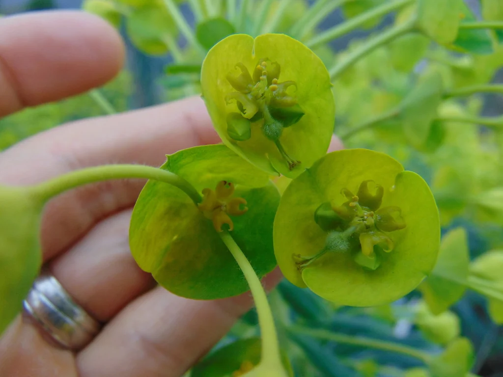 Euphorbia Characias Wulfenii