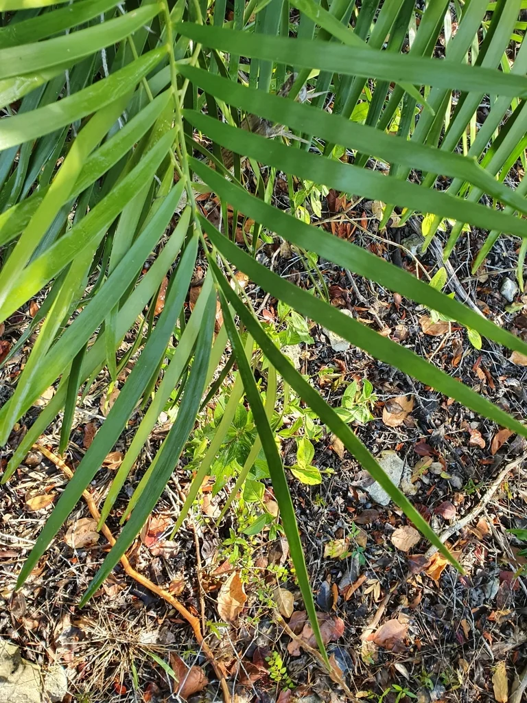 Zamia Pumila