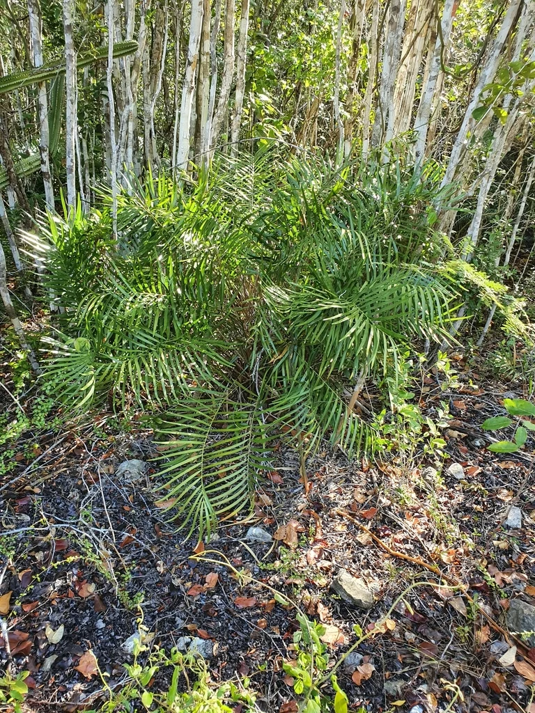Zamia Pumila