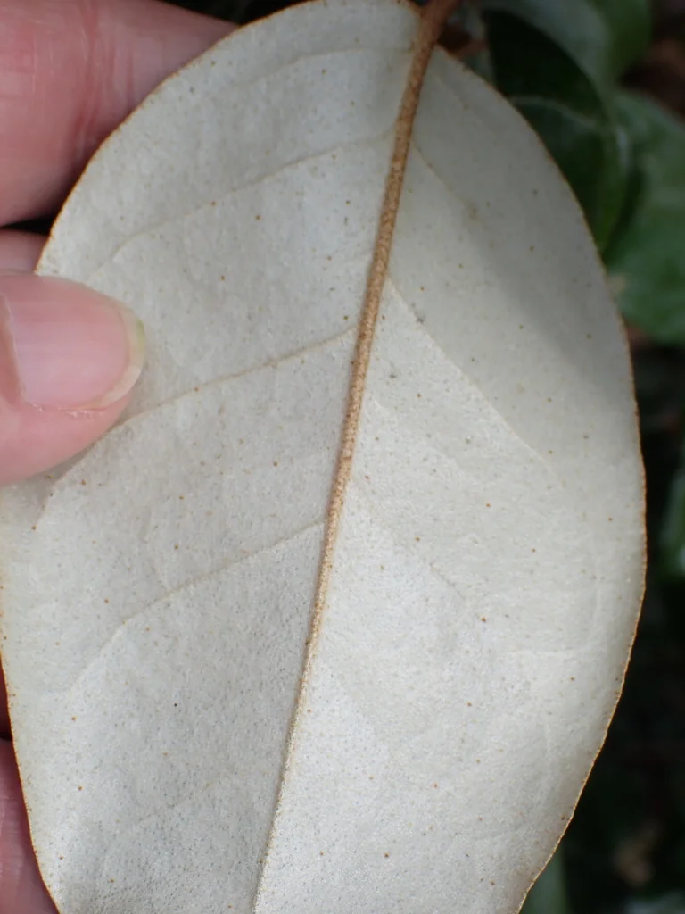 Elaeagnus X Ebbingei