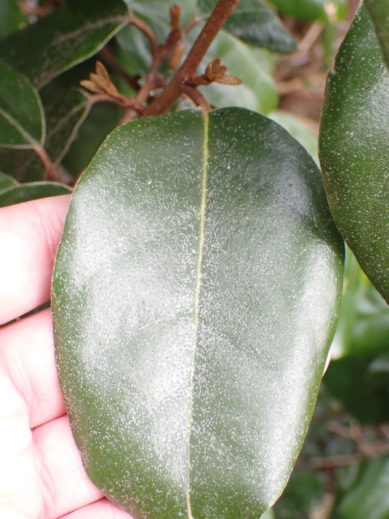 Elaeagnus X Ebbingei