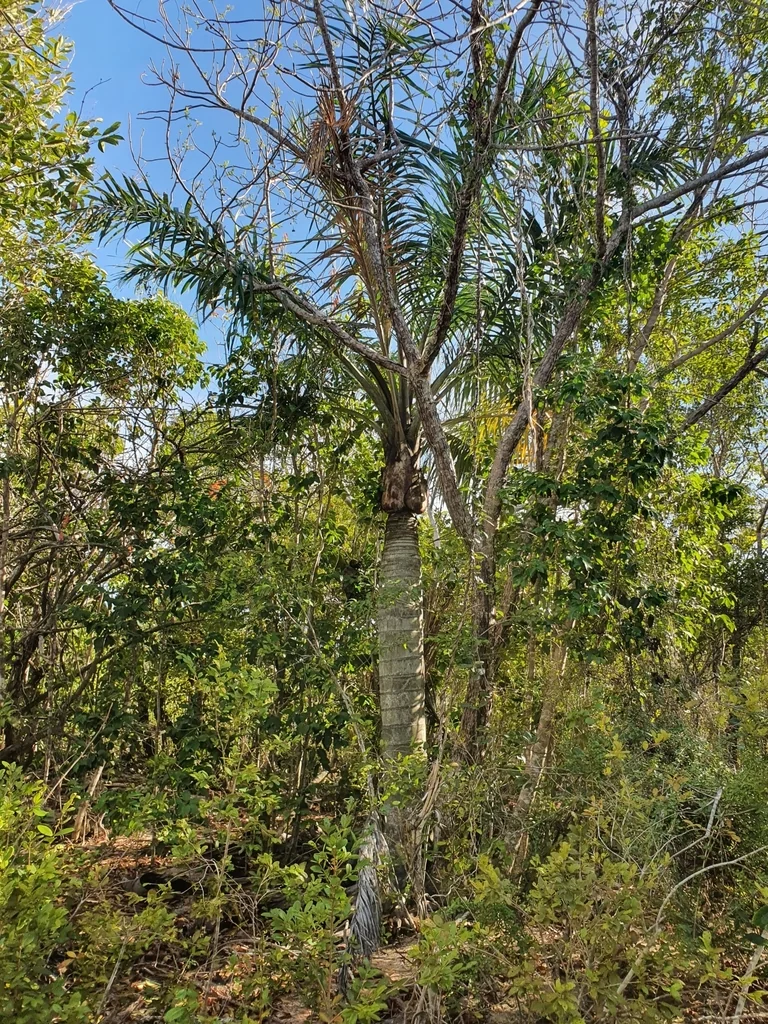Pseudophoenix Sargentii