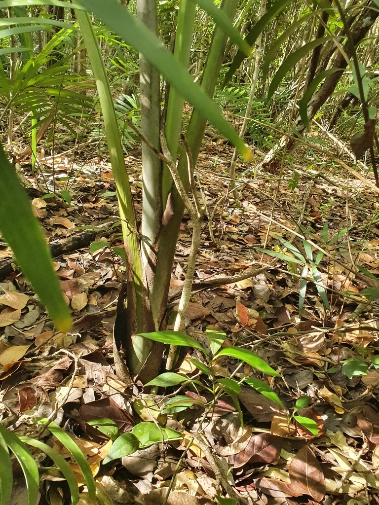 Pseudophoenix Sargentii