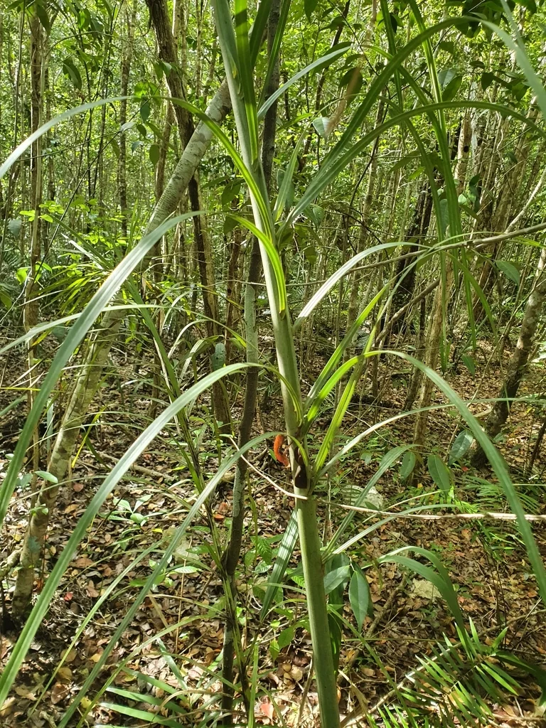 Pseudophoenix Sargentii
