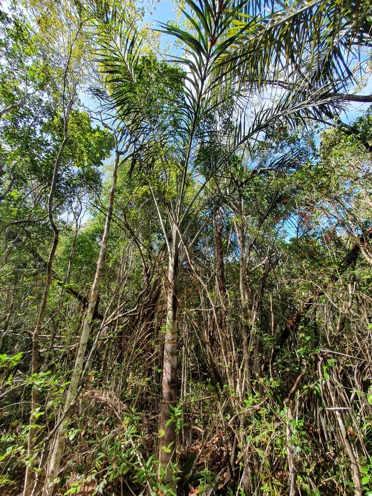 Pseudophoenix Sargentii