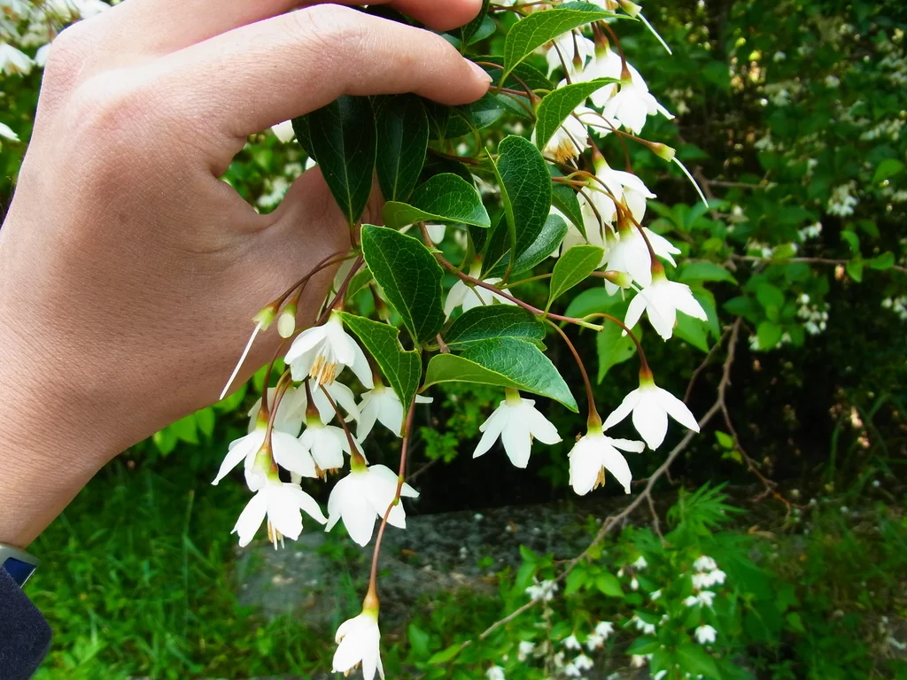 Styrax Japonicus