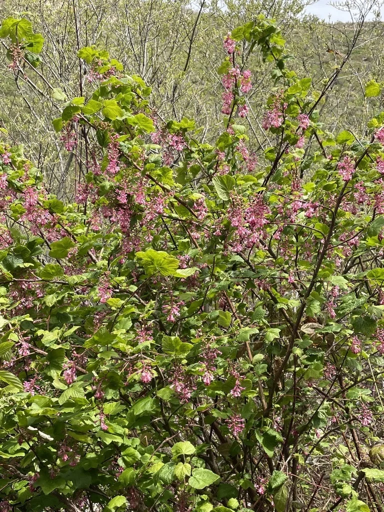 Ribes Sanguineum Glutinosum