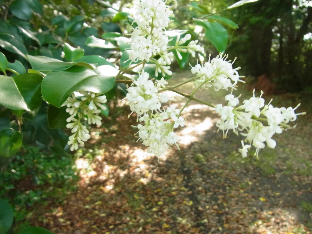 Ligustrum Japonicum