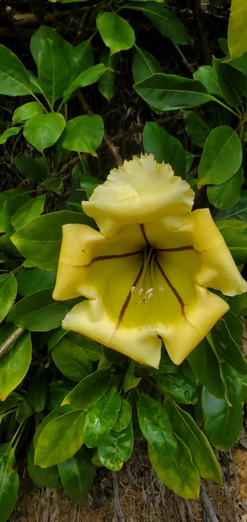Solandra Maxima