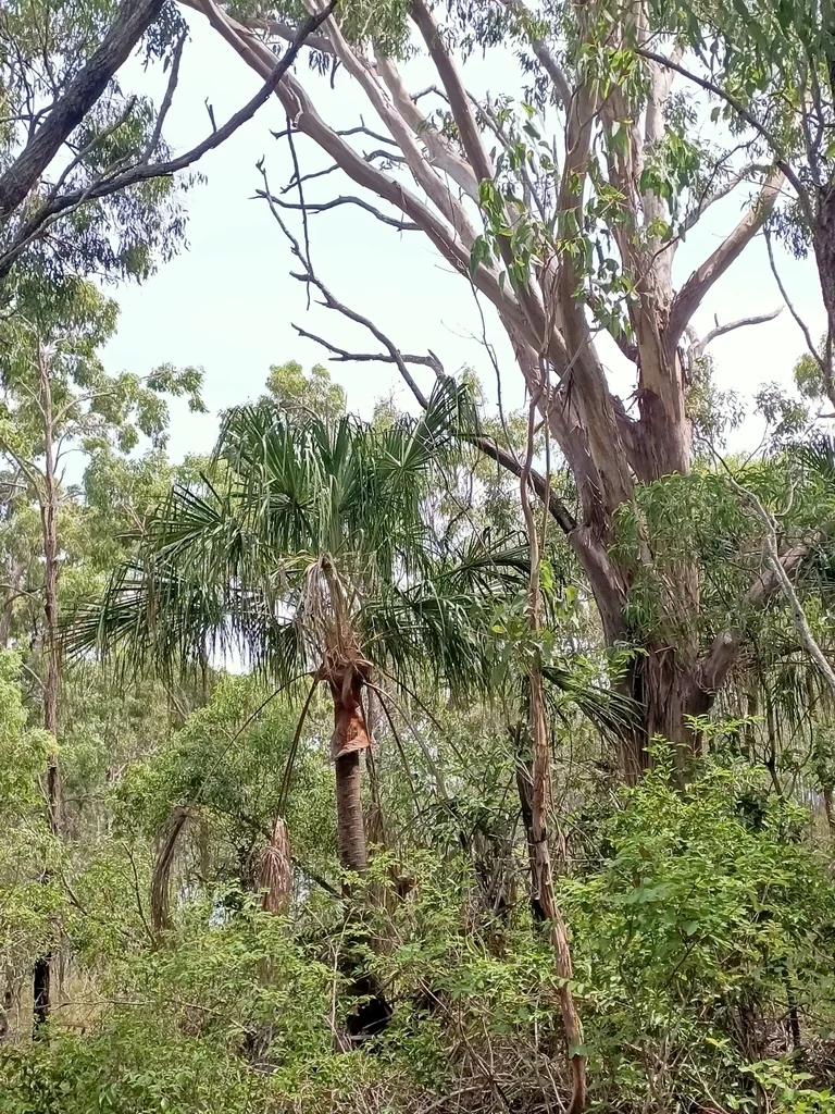 Livistona Decipiens
