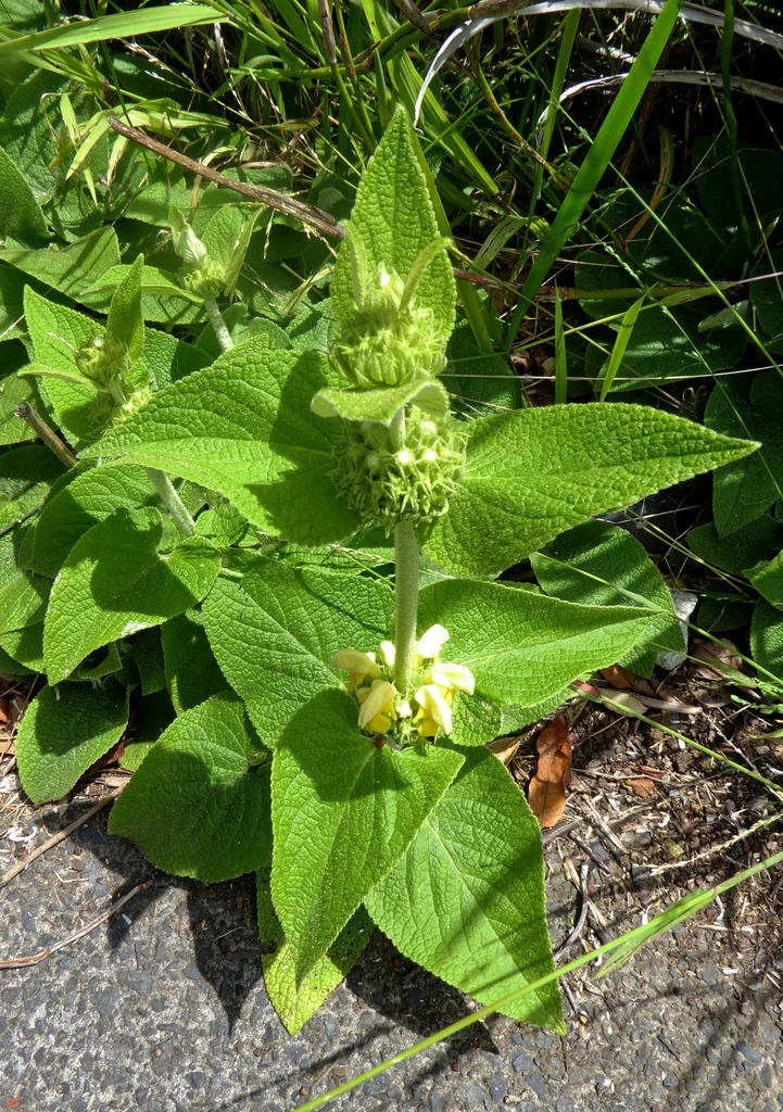 Phlomis russeliana