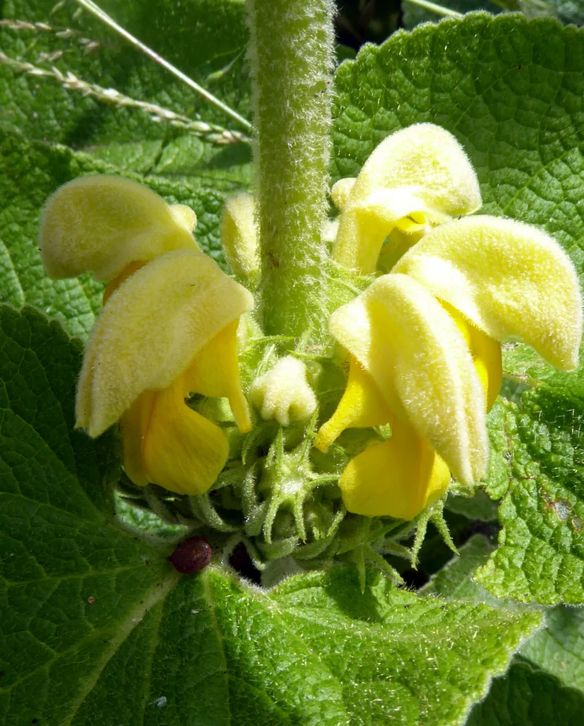 Phlomis russeliana