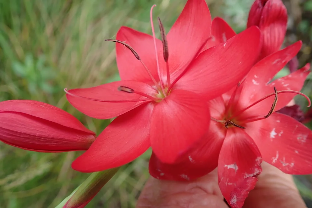 Schizostylis Coccinea