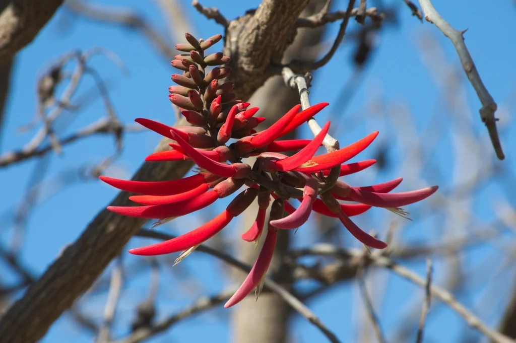 Erythrina Coralloides