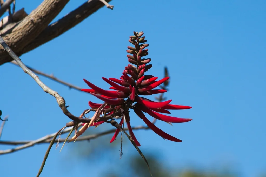 Erythrina Coralloides