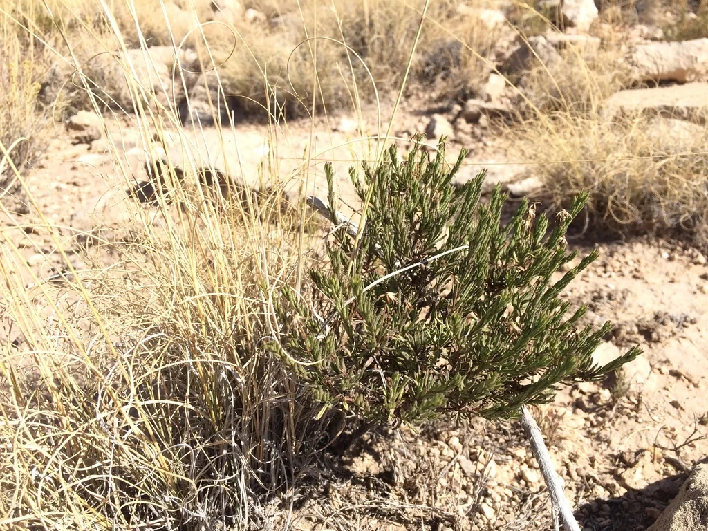 Chrysactinia Mexicana